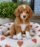 Poppy, a female Cavapoo for sale in Mosinee, WI – 1 of 1