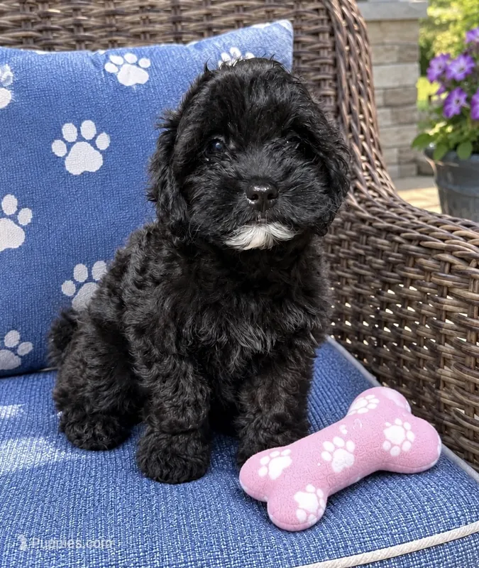 Nora – Shihpoo puppy for sale in Mosinee, WI