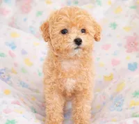 Gracie - Toy sized F1B, a male Miniature Goldendoodle for sale in Mosinee, WI – Photo 1 of 2