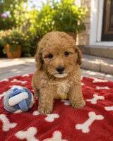 Henry, a male Poodle - Miniature  for sale in Mosinee, WI – 1 of 1