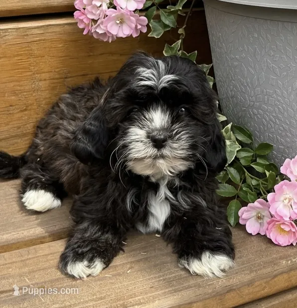Coco – Shihpoo puppy for sale in Mosinee, WI