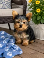Archie, a male Yorkshire Terrier for sale in Mosinee, WI – 1 of 1