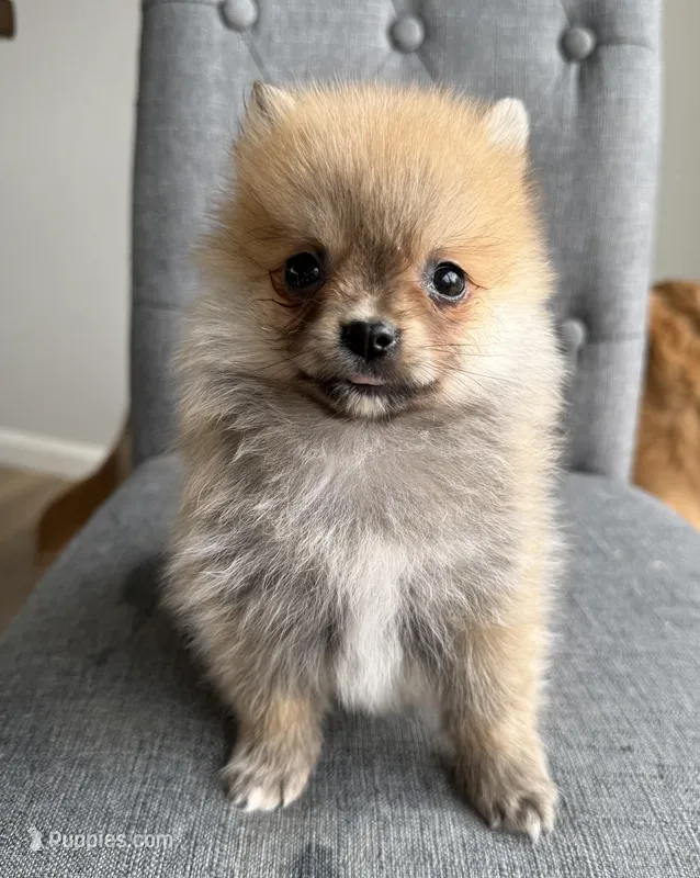 Milo – Pomeranian puppy for sale in Mosinee, WI