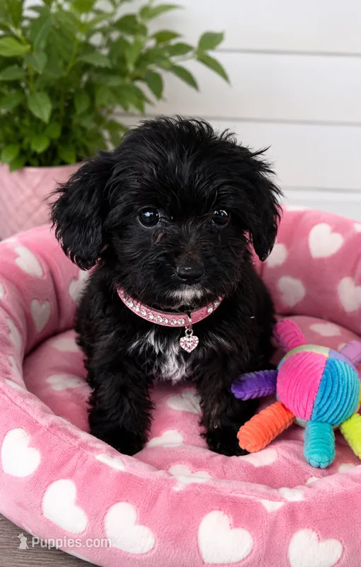 Luna – Yorkipoo puppy for sale in Mosinee, WI