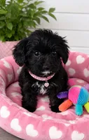 Luna, a female Yorkipoo for sale in Mosinee, WI – 1 of 1