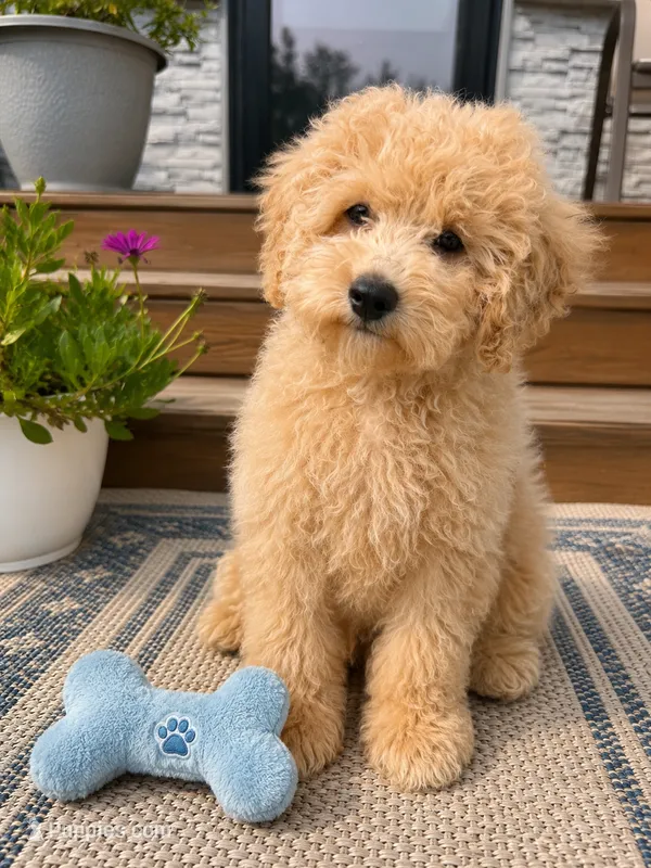 Charlie – Miniature Goldendoodle puppy for sale in Mosinee, WI