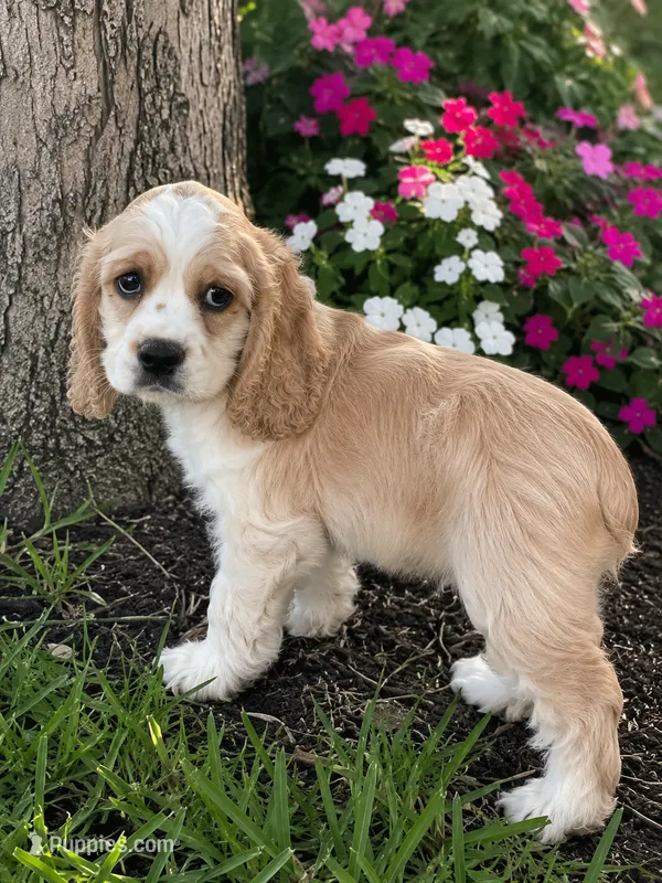 Murphy – Cocker Spaniel puppy for sale in Mosinee, WI