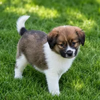 Tilly , a male Pomeranian and Miniature Australian Shepherd for sale in Converse, IN – 1 of 1