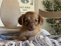 Poppy, a female Chihuahua for sale in Converse, IN – Photo 2 of 2