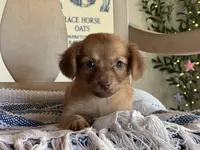 Poppy, a female Chihuahua for sale in Converse, IN – Photo 1 of 2