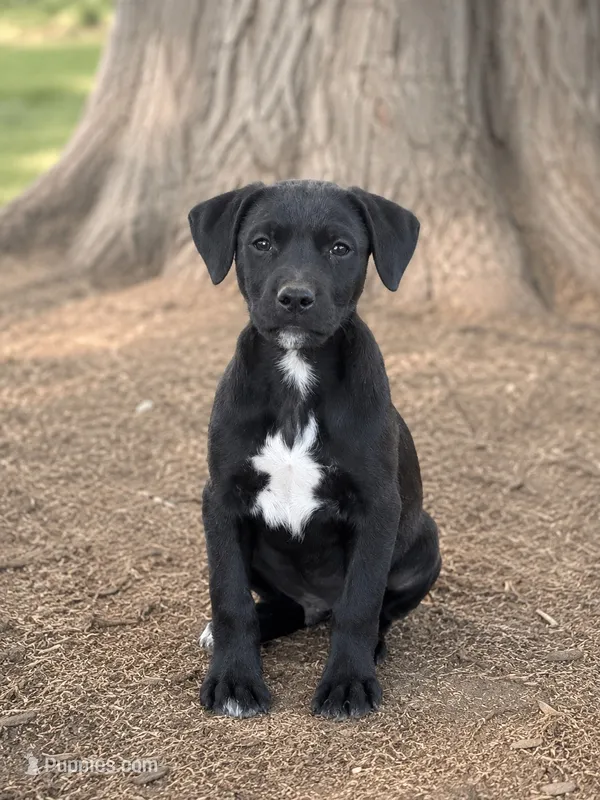 Solo – Beagle, Labrador Retriever puppy for sale in Converse, IN
