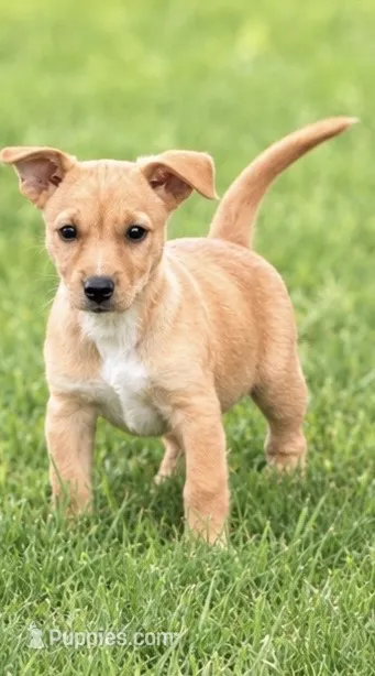 Sally – Cairn Terrier, Chiweenie puppy for sale in Converse, IN