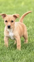 Sally, a female Cairn Terrier and Chiweenie for sale in Converse, IN – 1 of 1