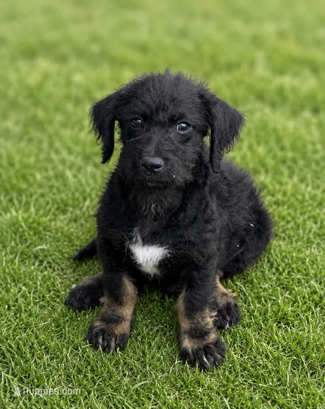 Riley  – Shihpoo puppy for sale in Converse, IN