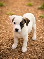 Jerry, a female Jack Russell Terrier and Labrador Retriever for sale in Converse, IN – 1 of 1