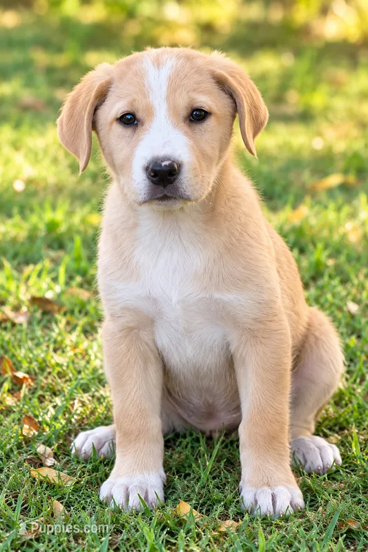 Ruthie , a female Great Pyrenees and Golden Retriever for sale in Converse, IN – 1 of 1