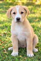 Ruthie , a female Great Pyrenees and Golden Retriever for sale in Converse, IN – 1 of 1