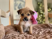 Dolly , a female Chihuahua and Yorkshire Terrier for sale in Converse, IN – 2 of 3