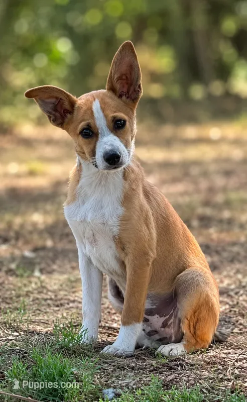 Bosco  – Rat Terrier, Basenji puppy for sale in Converse, IN