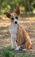 Bosco , a male Rat Terrier and Basenji for sale in Converse, IN – 1 of 1