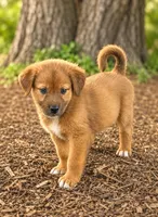 Sammy P , a female Labrador Retriever and Miniature Aussiedoodle for sale in Converse, IN – 1 of 1