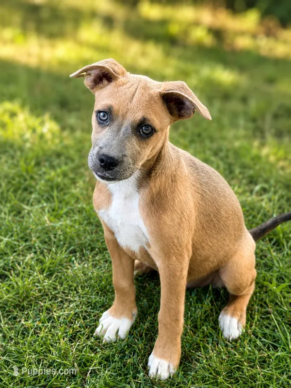 Dolly – Boxer, Labrador Retriever puppy for sale in Converse, IN