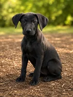 Daphne , a male Doberman Pinscher and Labrador Retriever for sale in Converse, IN – 1 of 1