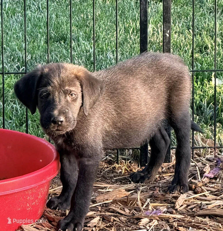 Chuck – Beagle, Golden Retriever puppy for sale in Converse, IN