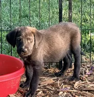 Chuck, a male Beagle and Golden Retriever for sale in Converse, IN – 1 of 1