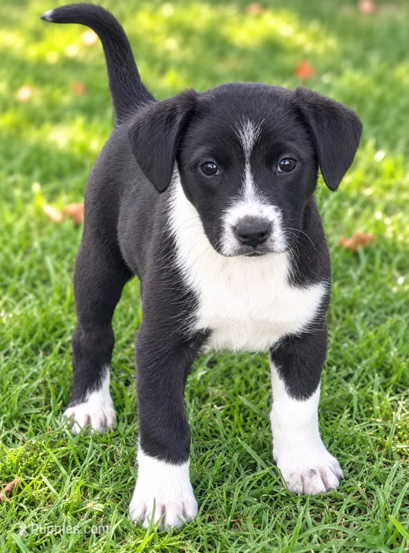 Betsy  – Pomeranian, Miniature Australian Shepherd puppy for sale in Converse, IN