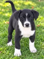 Betsy , a male Pomeranian and Miniature Australian Shepherd for sale in Converse, IN – 1 of 1