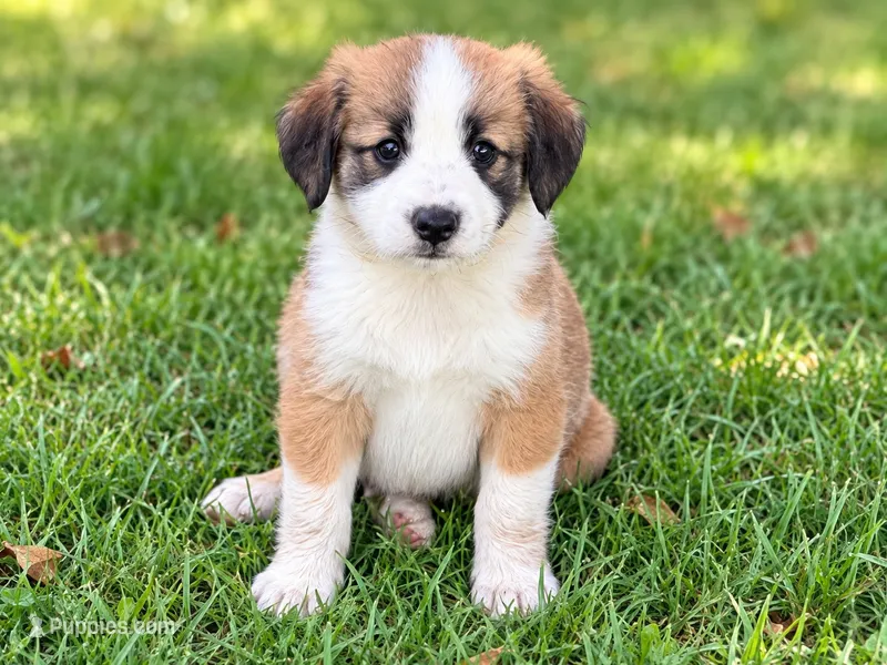 Wolfe  – Pomeranian, Miniature Australian Shepherd puppy for sale in Converse, IN