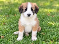 Wolfe , a male Pomeranian and Miniature Australian Shepherd for sale in Converse, IN – 1 of 1