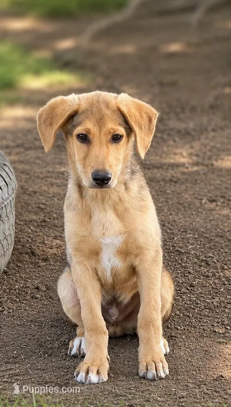 Malcolm – German Shepherd Dog, Golden Retriever puppy for sale in Converse, IN