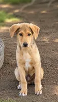 Malcolm, a male German Shepherd Dog and Golden Retriever for sale in Converse, IN – 1 of 1
