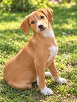 Dolly , a female Cocker Spaniel and Labrador Retriever for sale in Converse, IN – 1 of 1