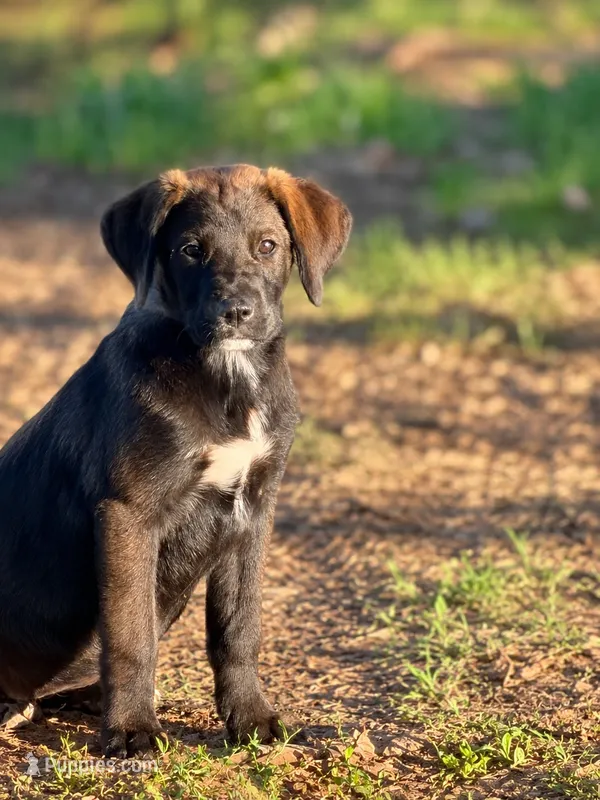 Tawny  – Labrador Retriever, English Mastiff puppy for sale in Converse, IN