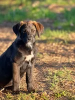Tawny , a male Labrador Retriever and English Mastiff for sale in Converse, IN – 1 of 1