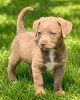 Raina, a female Dachshund and Irish Wolfadoodle for sale in Converse, IN – 1 of 1