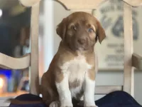 Callie, a female Boxer for sale in Converse, IN – Photo 1 of 2