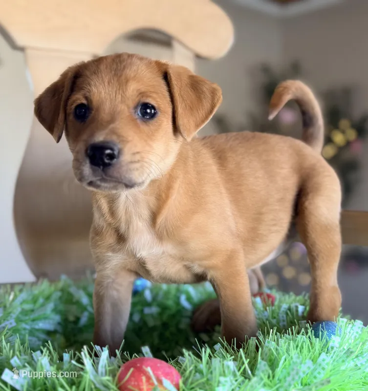 Peaches – Golden Retriever, Miniature Shar-Pei puppy for sale in Converse, IN