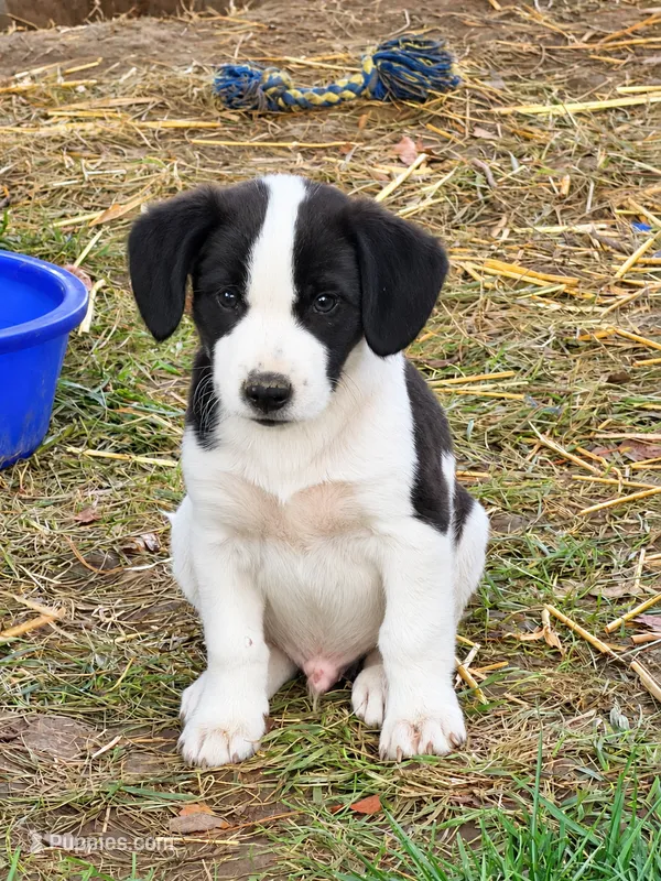Hippie  – English Bulldog, Beagle puppy for sale in Converse, IN