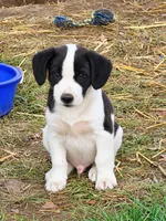 Hippie , a female English Bulldog and Beagle for sale in Converse, IN – 1 of 1