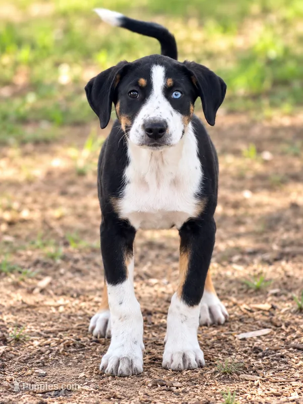 Ruth – Bernese Mountain Dog, Labrador Retriever puppy for sale in Converse, IN
