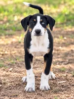 Ruth, a female Bernese Mountain Dog and Labrador Retriever for sale in Converse, IN – 1 of 1