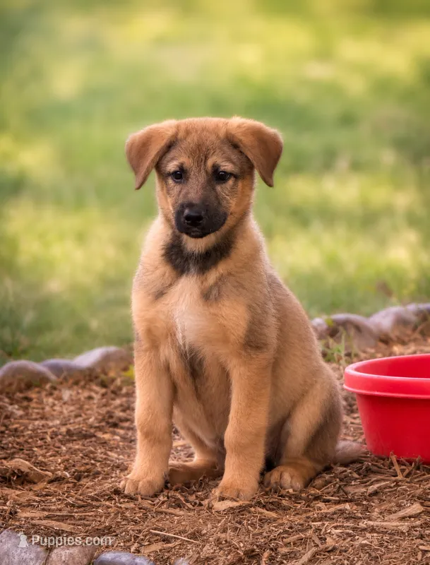 Cleo – German Shepherd Dog puppy for sale in Converse, IN