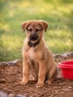 Cleo, a female German Shepherd Dog for sale in Converse, IN – 1 of 1