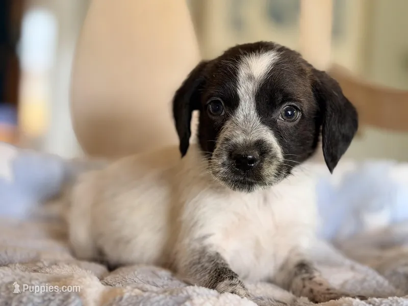 Tex – Australian Cattle Dog, Poodle - Miniature  puppy for sale in Converse, IN