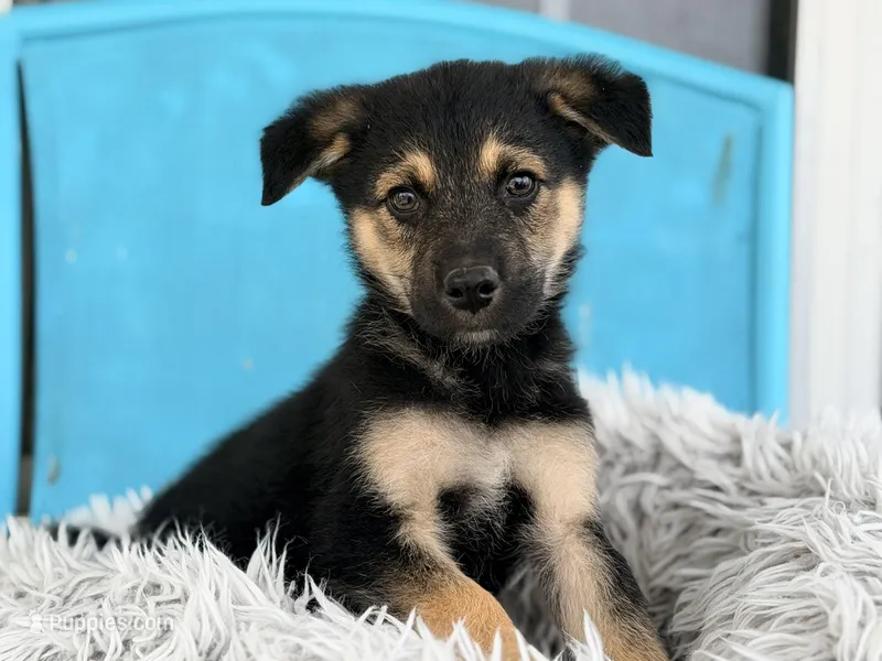 Rudy  – German Shepherd Dog, Miniature Australian Shepherd puppy for sale in Converse, IN