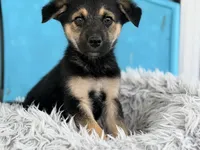 Rudy , a male German Shepherd Dog and Miniature Australian Shepherd for sale in Converse, IN – Photo 2 of 2